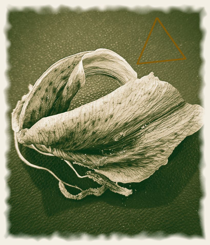 The Gentle Presence, an original photograph by John G. Geier III