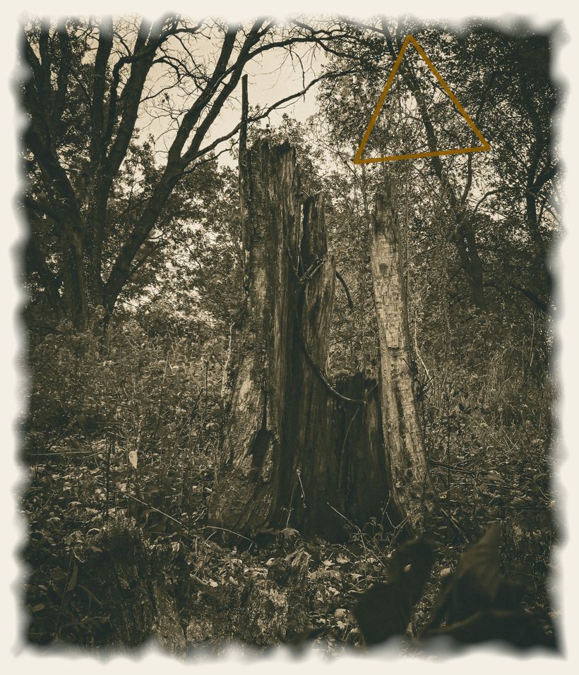 The Late Bloomer, an original photograph by John G. Geier III